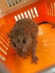 奄美の希少ネズミ保護を　市街地で出没増、環境省