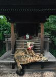 平田さんの「猫神様」最優秀　吉備中央 嘉平太が愛した写真展