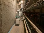 鳥インフル ２養鶏場防疫措置完了　倉敷の今季２、３例目