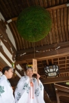 奈良・大神神社の巨大杉玉新しく　２００キロ、「酒まつり」前に