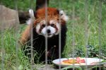 レッサーパンダ「陸」の長寿祝う　池田動物園、好物のリンゴ贈る