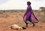 道の両脇に累々と横たわる家畜の死骸、エチオピア南部で今起きていること　過去４０年で最悪の干ばつ、「国際社会が見過ごした」現場を歩いた
