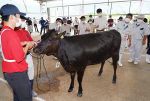 「和牛五輪」岡山県代表に１４頭　真庭で最終審査、体格など確認