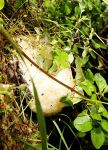 モリアオガエル ふわふわの卵塊　真庭、命つなぐ様子を撮影