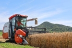 「うどん県」香川で小麦生産拡大　収穫最盛期、パン用品種も
