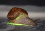 光るカタツムリ５種を発見　８０年ぶり２例目、タイ