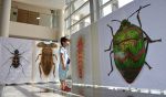 昆虫を人間サイズで見たら？　児島で巨大写真展、造形美を紹介