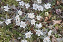 春告げるセツブンソウ 美作で見頃　群生地に白くかわいらしい花