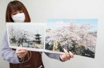 瀬戸内市内の桜スポットを紹介　図書館支援団体が写真集制作