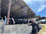猛暑で牛も夏バテ 乳量低下の危機　岡山県内、野菜の生育にもダメージ