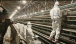倉敷鳥インフル 処分３１日完了　県見通し、防疫措置は１１月初め
