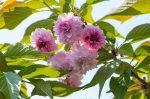 里庄の団体「菊桜」保存会設立　２４年植樹祭 皇后さまお手植えへ