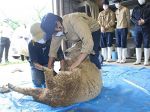 ヒツジすっきり“衣替え”　瀬戸南高生が毛刈り体験