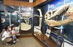 迫力たっぷり 新たな恐竜化石標本　岡山理科大博物館リニューアル