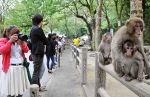 世界の研究者を驚かせた観察眼、「サルしかいない動物園」高崎山が７０年も続く秘密　観光名所、名物ボスザル…でも本当に凄いのは職員の能力