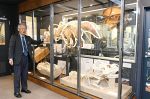 恐竜学博物館 ２３日新装オープン　岡山理科大、当面は予約制で見学