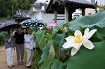 清らか ハスの花見頃　久米南・泰西寺、種を無料配布