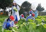 円城小児童が育てた白菜収穫　吉備中央、１３日に道の駅で販売