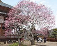 岡山・矢掛の臥龍梅ほぼ満開　うねる幹に映えるピンクの花