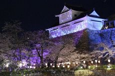 桜満開、重厚な石垣と織りなす美　津山・鶴山公園 夜桜に飲食も満喫
