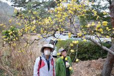 黄色い花 幸せの甘い香り　深山公園でソシンロウバイ満開