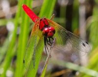 ハッチョウトンボ 新緑に際立つ赤　総社・ヒイゴ池湿地で飛び始める