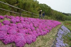 和気・日室区で“花の里”づくり　住民整備の公園 シバザクラ鮮やか