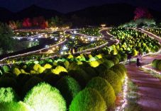 ほのかな光 コキア６千本照らす　香川・まんのう公園、１４日まで