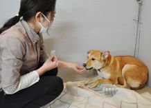 保護犬の譲渡活動 ＣＦで支援を　岡山のペットショップ 飼育費募る