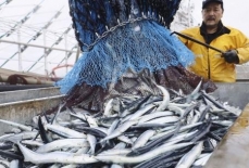 ２２年漁獲量、過去最低　７・５％減の３８５万トン