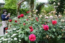 咲き競うバラと飲食楽しんで　深山イギリス庭園で２２日フェア