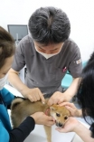 狂犬病ワクチン、通年化を検討