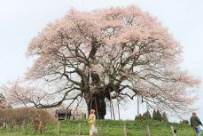 山あいに千年の風格 醍醐桜が満開　真庭、春の息吹漂わせ