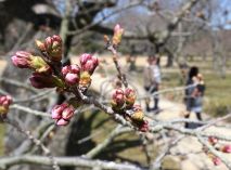 桜の開花 岡山は…早めの予想