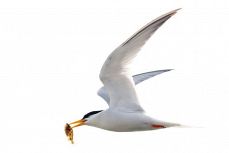 コアジサシ 玉島の人工島に飛来　絶滅危惧の渡り鳥、近年少なく