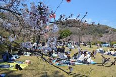 夜桜ライトアップ中止、深山公園　新型コロナ影響 昼間の花見は容認