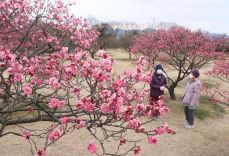 春の足音、寒紅梅甘い香り　岡山・神崎緑地公園で見頃