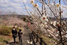 津山・梅の里公園 梅の花見頃　紅白２千本、２０日ごろピーク