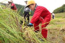 「霜月祭」向けもち米刈り取り　真庭・余野小児童１３人作業