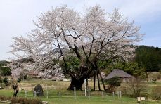 里山に遅い春「尾所の桜」が満開　津山・阿波、ピンクの花 緑に映え