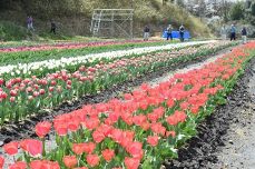 チューリップ１.８万株で花の帯　奈義・広岡地区 ４月２日お披露目