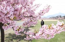 児島湖周辺でカワヅザクラ満開　６千本、１９日は花回廊一般開放