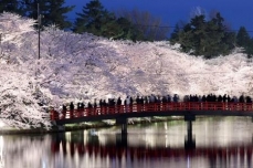 青森・弘前公園の桜が見頃　「花筏」は２０日ごろから
