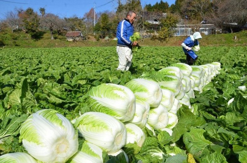 収穫が最盛期を迎えた円城白菜＝吉備中央町
