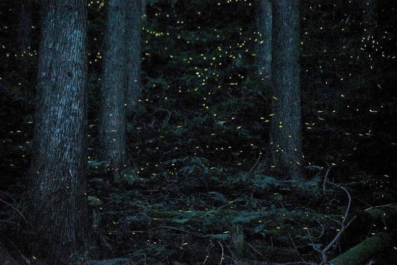 淡い光を放ちながら木々の間を舞うヒメボタル（４分２０秒露光）