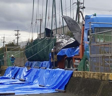 　堺市の大阪湾内で死に、海から引き揚げられたマッコウクジラ＝２２日