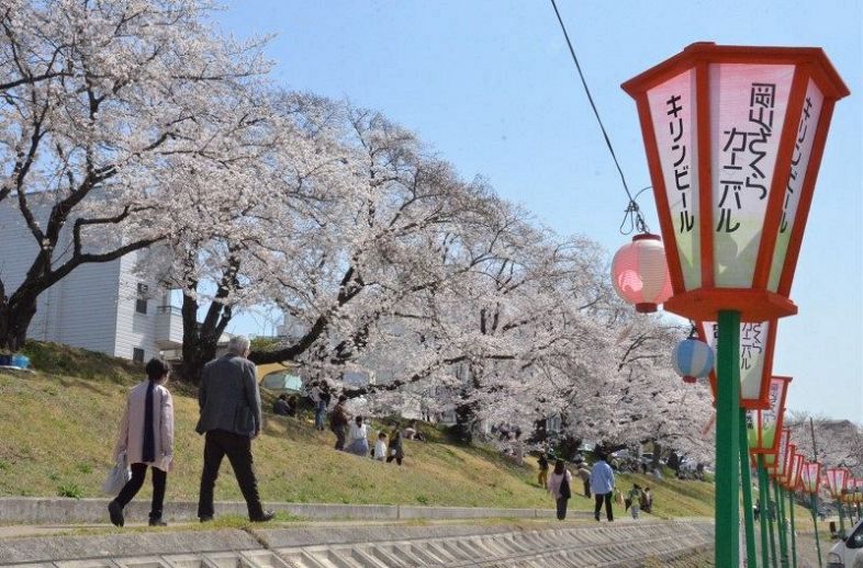 岡山さくらカーニバルの会場を彩る桜＝２９日