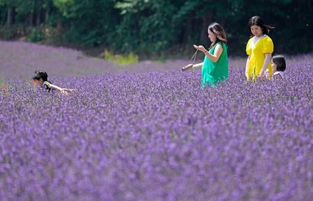 　見頃を迎え、鮮やかな紫色に染まったラベンダー畑を楽しむ観光客＝２０日、北海道中富良野町