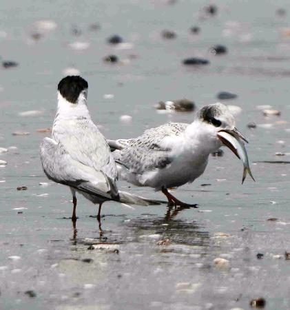 　今年生まれたコアジサシの若鳥（右）と成鳥。若鳥は食欲旺盛で、大きな魚をのみ込もうとしている＝１１日、千葉市美浜区の「検見川の浜」