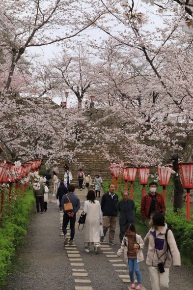淡いピンクの桜が園内を散策する多くの観光客を楽しませている＝２５日